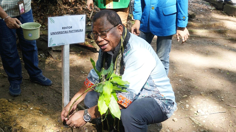 Unpatti dan BPOM Maluku Tanam 500 Bibit Mangga Aroma Manis