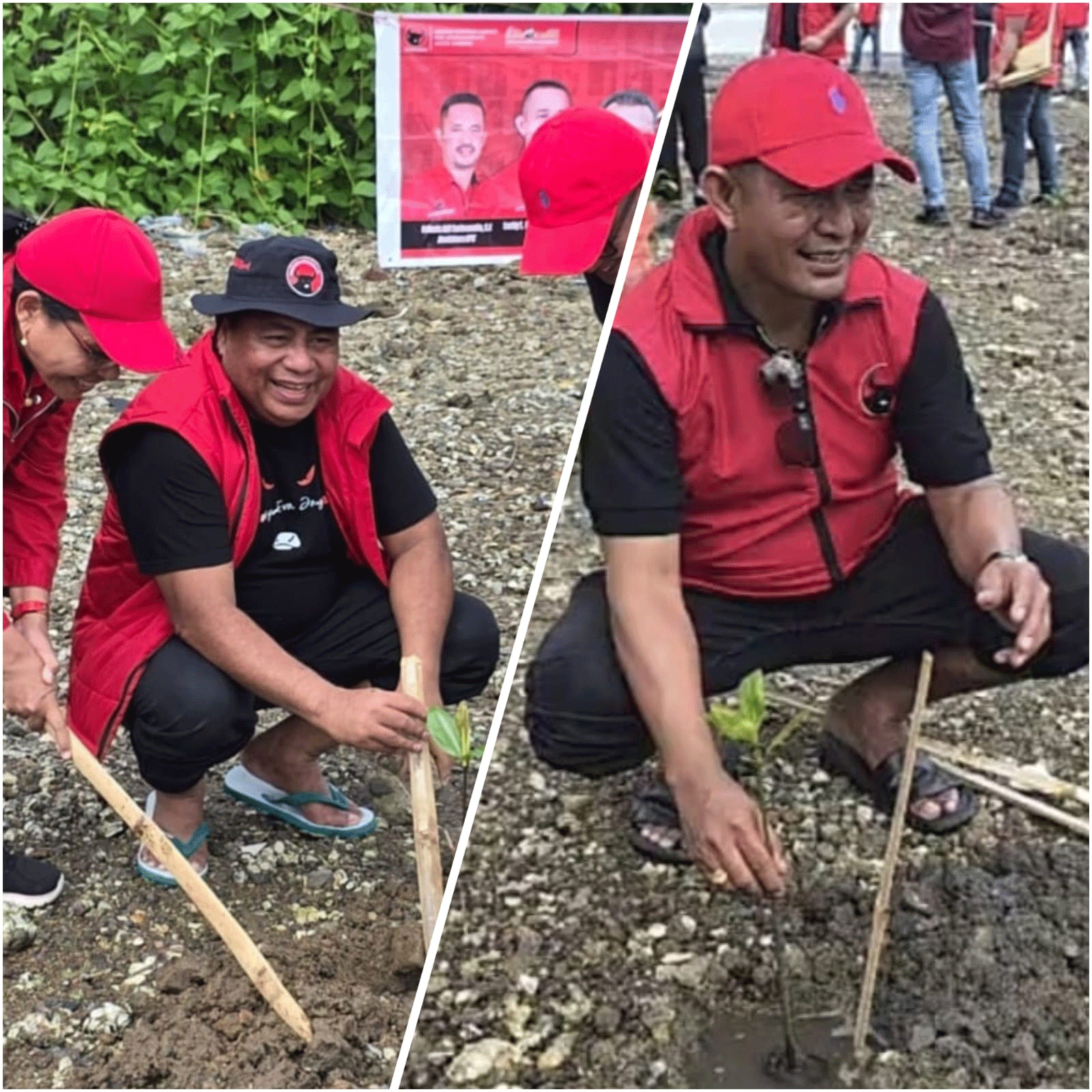 Gerakan “Politik Hijau” PDI Perjuangan, Tanam 1.000 Bibit Mangrove di Pesisir Teluk Ambon